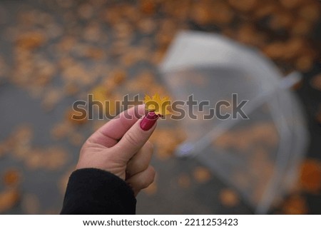 A hand holds a yellow small maple autumn leaf in the background a blurred transparent umbrella. hello october, background, texture