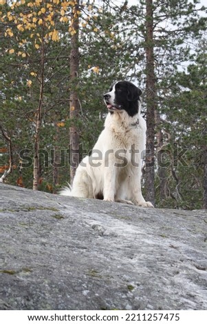 Vertical picture of a Landseer dog. A dog on a hike. A calm great guy to walk in nature.
Also used in water rescue missions.