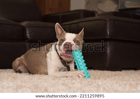 Adorable dog with toy inside the house