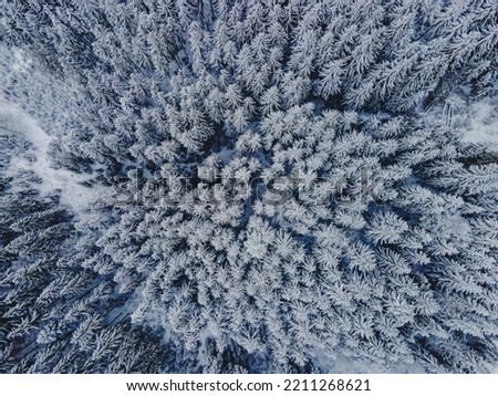 Drone shot of pine trees covered with snow. Snowy winter forest, aerial view