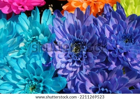 Colorful chrysanthemums with bright colors: purple, blue, pink, green and orange