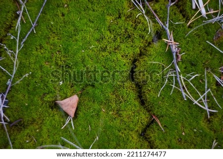 Green moss with some dry grass background texture. Selective focus. High quality photo
