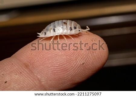 A Porcellio laevis dairy cow isopod on the tip of a finger