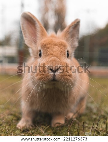 
Vertical photo of a rabbit with light brown fur, focus on the cute face, in the background a natural park with green grass