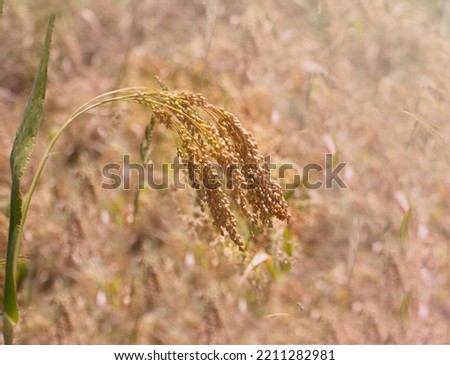spikelet of ripe millet of golden and yellow color lit by the rays of the summer sun on a blurred background. soft selective focus. harvest concept. Place for text. High quality photo. 
