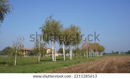 Iberian white birch, cultivated birch in the meadow. Cultivated plant. Autumn season