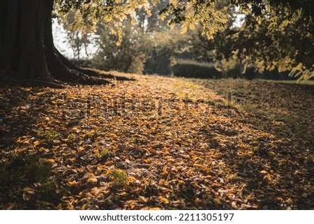 
Focused photo on an expanse of dry leaves under a large tree. There is sunlight on the back of the subject which creates shadows with the backlight.