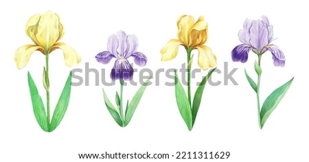 Realistic detailed illustration of iris flowers in vintage retro style for decor, scrapbook and design.