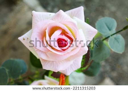 Pink and white roses are visible