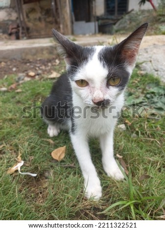 White and black kitten with long tail