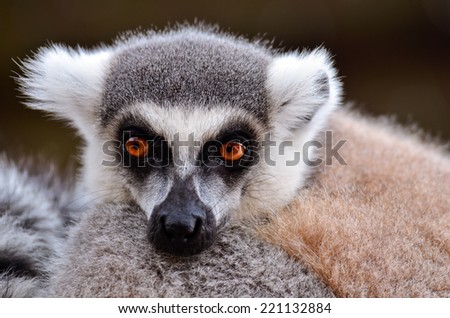 A lazy lemur watching the photographer