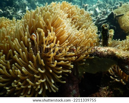 anemonefish and sea anemone host in malaysia
