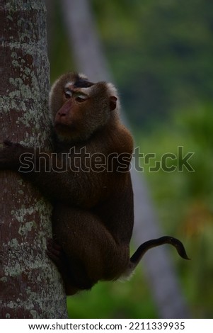 Monkey climbing coconut tree in Koh Samui, Thailand