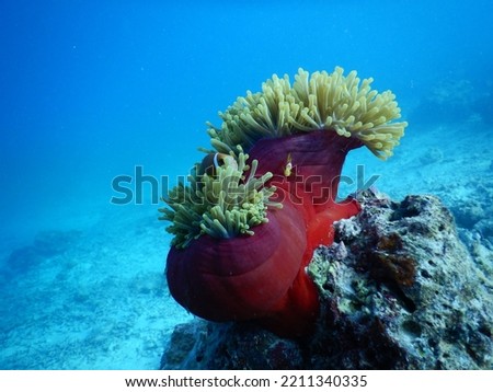 sea anemone hosting anemonefish in the maldives