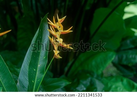 Heliconia psittacorum is one of the ornamental plants that is often found in one of the tourist parks