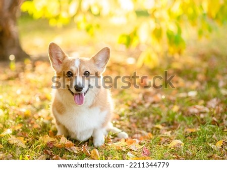 Pembroke welsh corgi sits at autumn park in sunset. Empty space for text Royalty-Free Stock Photo #2211344779