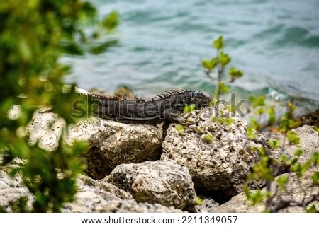 Green iguana, also known as the American iguana, lizard of the genus Iguana. It is native to Central America, South America. Wildlife and nature, marine Iguana.