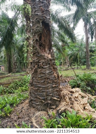 decaying or rotting oil palm tree at the plantation