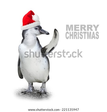 Funny penguin with santa's cap showing space for your text or picture.