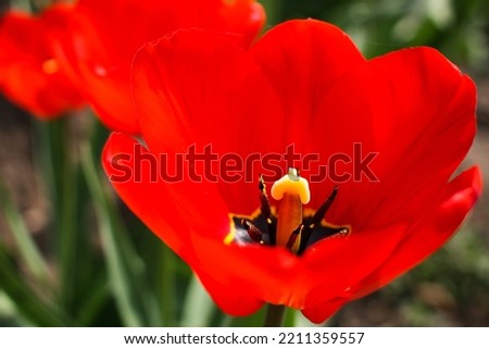 A beautiful image of a spring flower