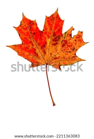 A cropped maple leaf in autumnal colours against a white background