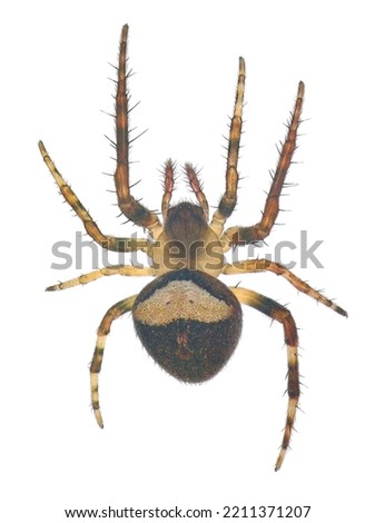 Common hairy field spider or spotted orb-weaver and barn spider, Neoscona subfusca (Araneae: Araneidae). Female isolated on a white background Royalty-Free Stock Photo #2211371207