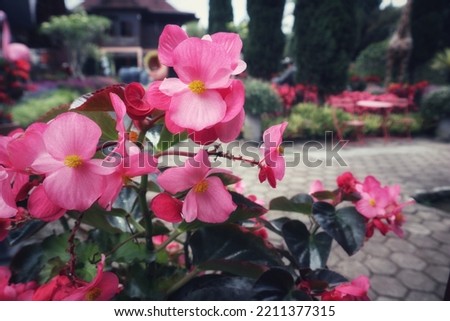 pink flowers with garden background blurr, aesthetic faded glow 