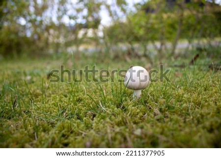 Small Amanita virosa (destroying angel). Lethal mushrooms and easily to be confused. Royalty-Free Stock Photo #2211377905