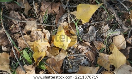 yellow autumn leaves on a branch on the ground