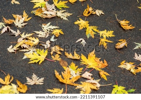 maple leaves on an asphalt path, autumn colors. selective focus 