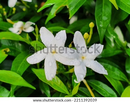 Gardenia Crape Jasmibe is an auspicious flower of Thailand. small perennial type Thai people believe that it is a flower that enhances prosperity and stability.