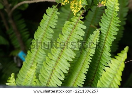 Beautiful nature view green leaf on blurred greenery background copy space