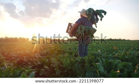 man farmer with a box of fresh green vegetables walk through his field. agriculture farm organic business sunlight concept. a farmer with boxes harvests in his field business in agribusiness Royalty-Free Stock Photo #2211398077