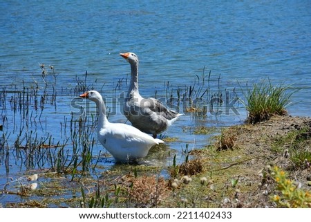 Goose is an animal that likes to swim in the lake.