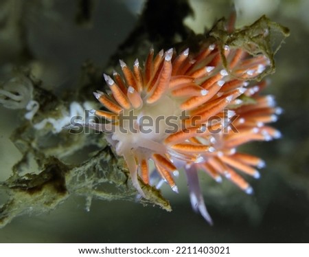 Nudibranch Microchlamylla gracilis from Oslo fjord, Norway 