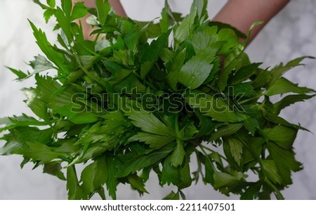 Levisticum officinale or lovage in in a bouquet, fresh green leaves
 Royalty-Free Stock Photo #2211407501