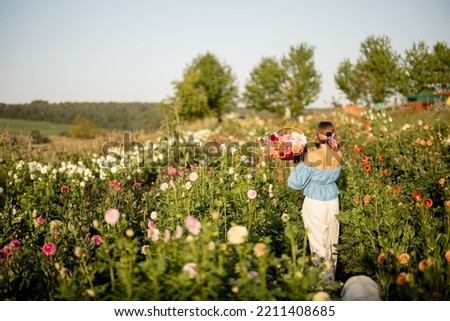 Woman as a farmer carries freshly picked up colorful dahlias, walking between flower rows on farm at countryside. Wide view on flower field Royalty-Free Stock Photo #2211408685