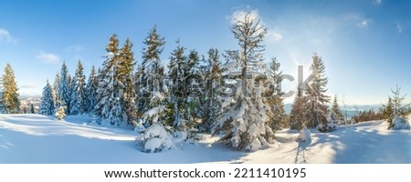 wonderfully majestic winter landscape glowing by sunlight. wintry scene. Carpathian, Ukraine, Europe. Beauty world. Happy New Year.