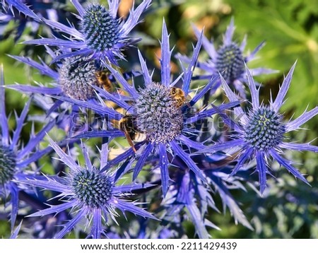 Closeup of bees on bright purple sea holly - eryngium - on a sunny day in summer. Royalty-Free Stock Photo #2211429439