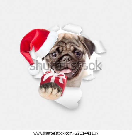 Happy Pug puppy wearing red santa hat looking through a hole in white paper and holding gift box