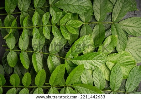 Green leaf for copy space. Ecology background.