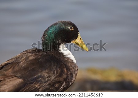 Closeup portrait of mallard duck