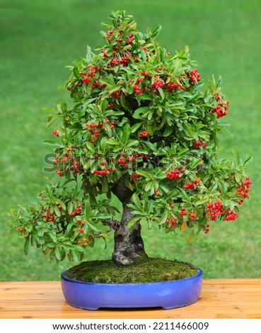small bonsai tree with microscopic red berries inside the pot Royalty-Free Stock Photo #2211466009