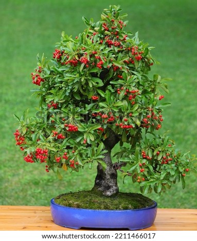 small bonsai tree with microscopic red berries inside the pot Royalty-Free Stock Photo #2211466017
