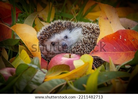Hedgehog sleeping in the garden - nice autumnal picture