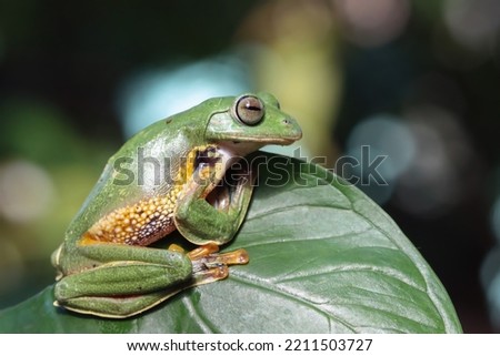 Javan tree frog closeup on green leaves, Flying frog sitting on green leaves, beautiful tree frog on green leaves, Rhacophorus reinwardtii, Indonesian tree frog