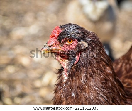 Buckeye chicken head and neck. Buckeye chickens are docile birds that lay brown eggs. Royalty-Free Stock Photo #2211512035