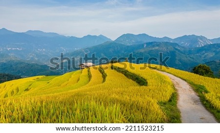 The majestic terraced fields in Ha Giang province, Vietnam. Rice fields ready to be harvested in Northwest Vietnam. Royalty-Free Stock Photo #2211523215