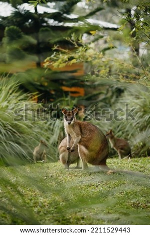 picture of kangoroo in the zoo