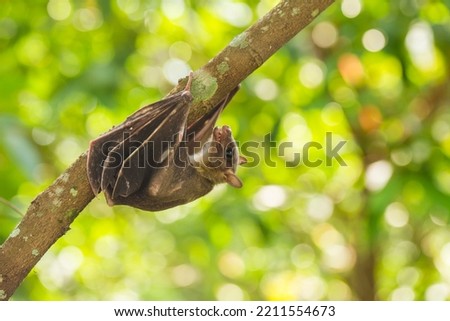 Indonesian Short-nosed Fruit Bat Cynopterus titthaecheilus in the wild
